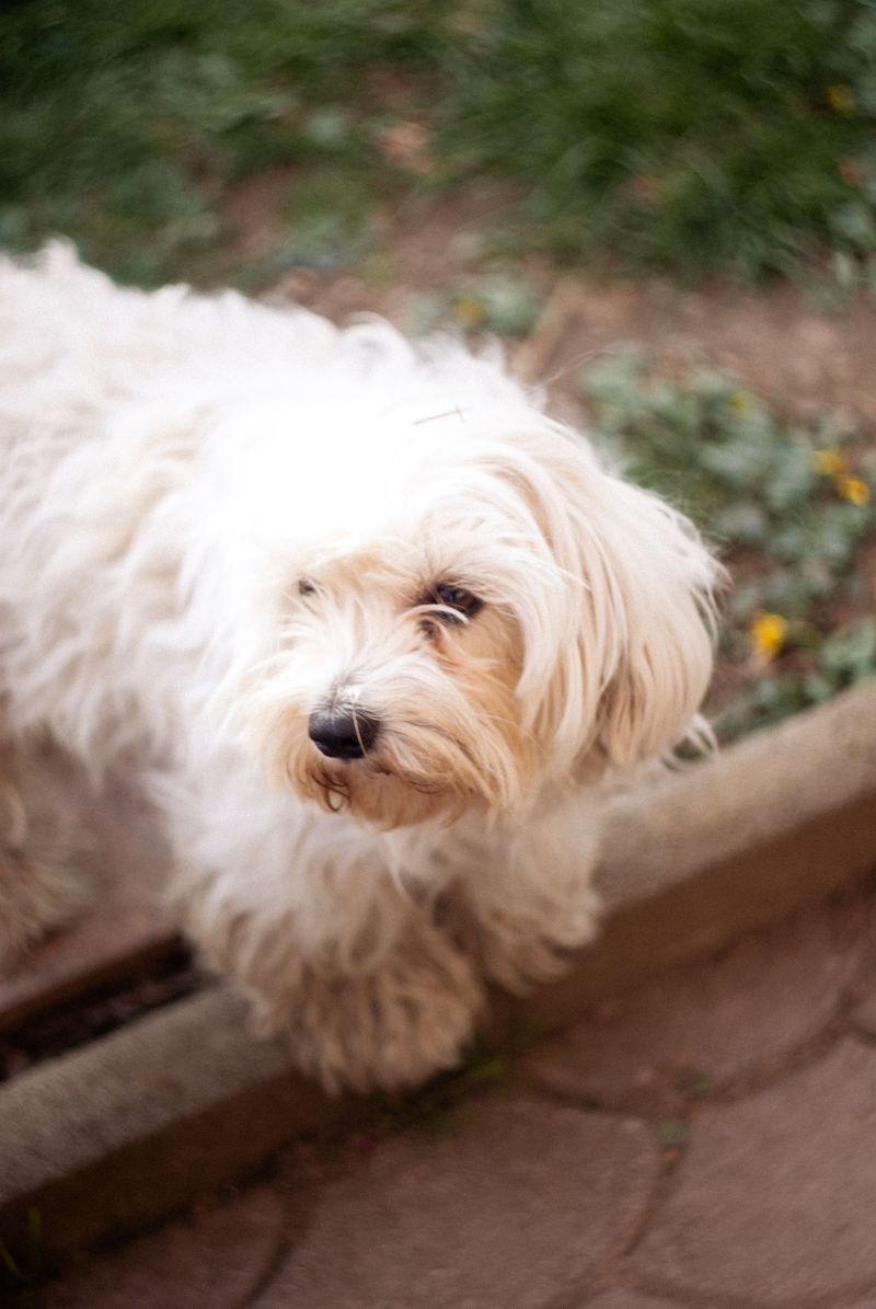 A Maltese may steal your heart - but these 10 realities come with the package 5