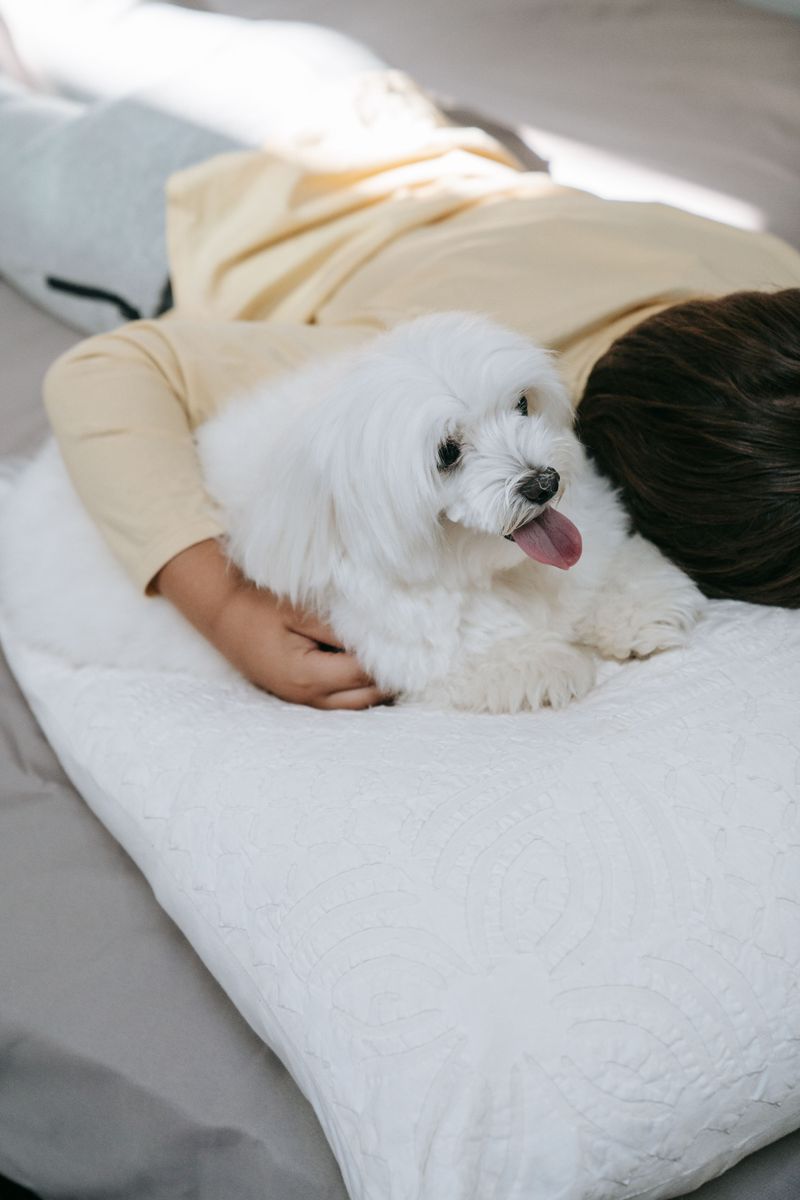 A Maltese may steal your heart - but these 10 realities come with the package 3