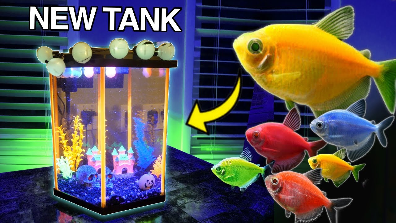 Buying new fish for aquarium (Glo-Fish)!