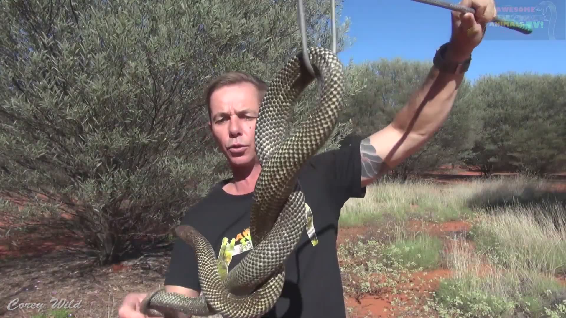 The snake dude vs snakes | It gets dangerously close