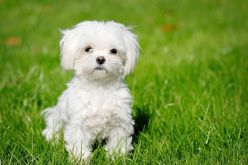 A Maltese may steal your heart - but these 10 realities come with the package 2