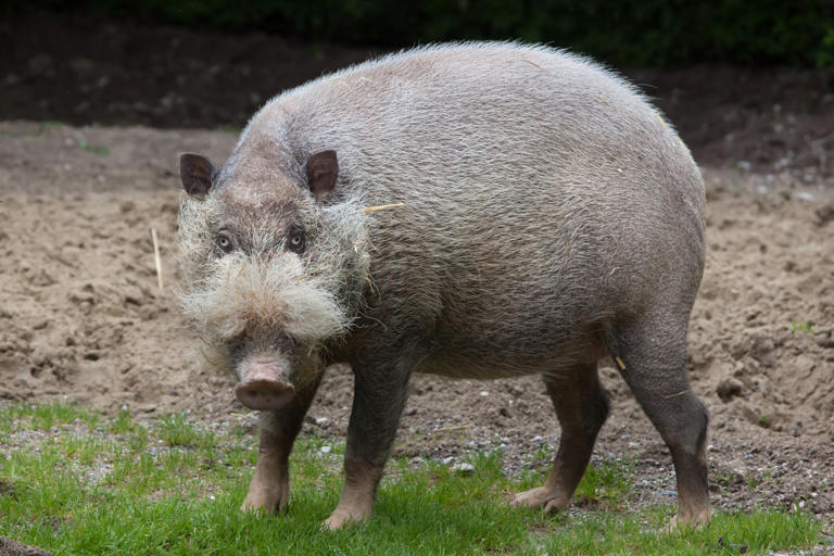 It kills prey by wrapping around its body and squeezing until the ...