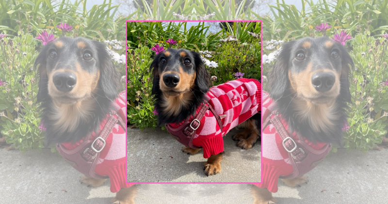 'Dress code? Fashion icon.': 23 extra-fancy doggos upgrading your ...