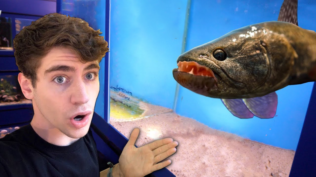 Scariest fish ever... the ultimate predator!