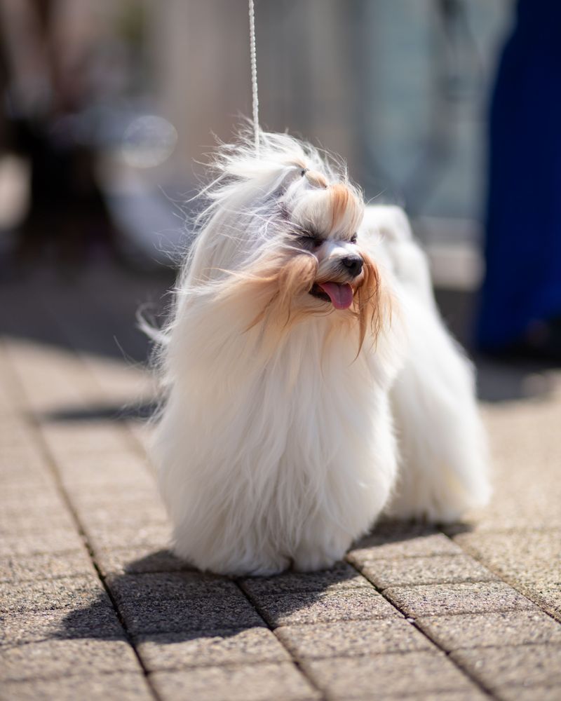 A Maltese may steal your heart - but these 10 realities come with the package 10
