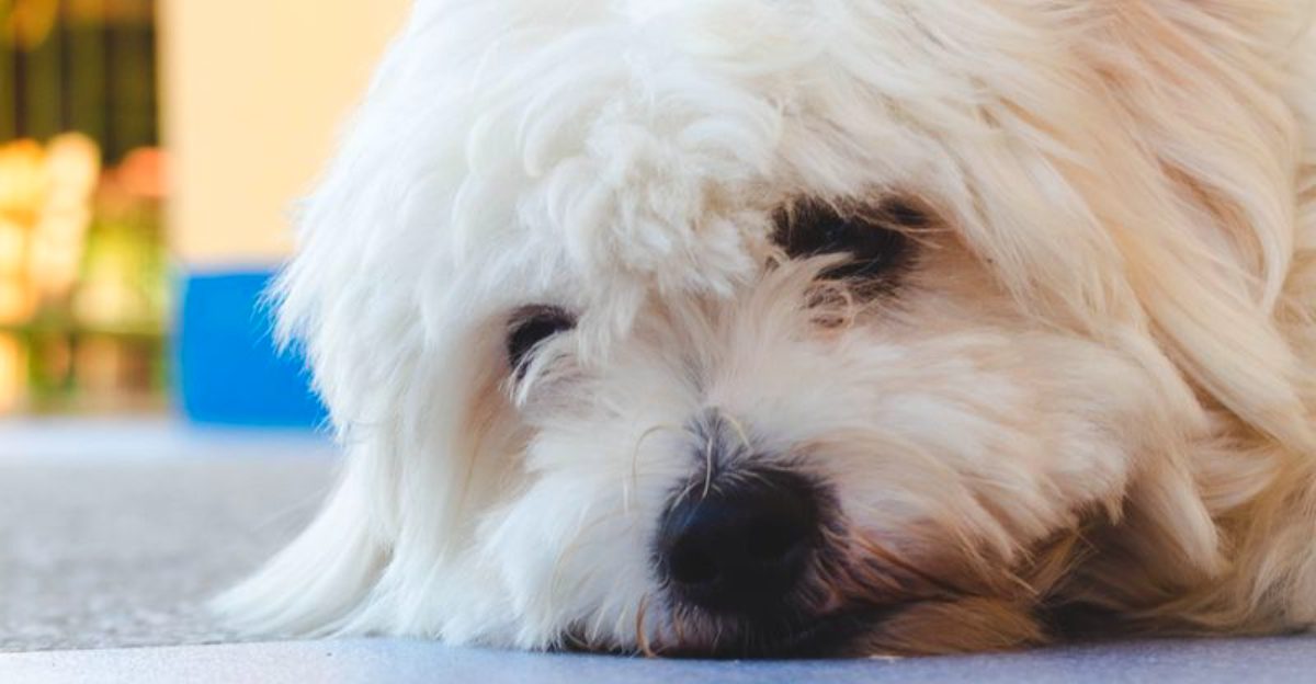 A Maltese may steal your heart – but these 10 realities come with the package