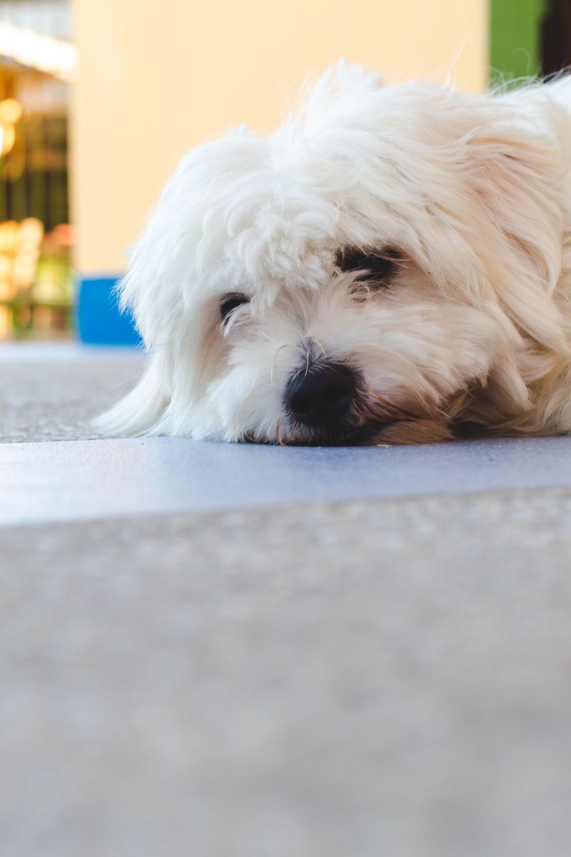 A Maltese may steal your heart - but these 10 realities come with the package 8