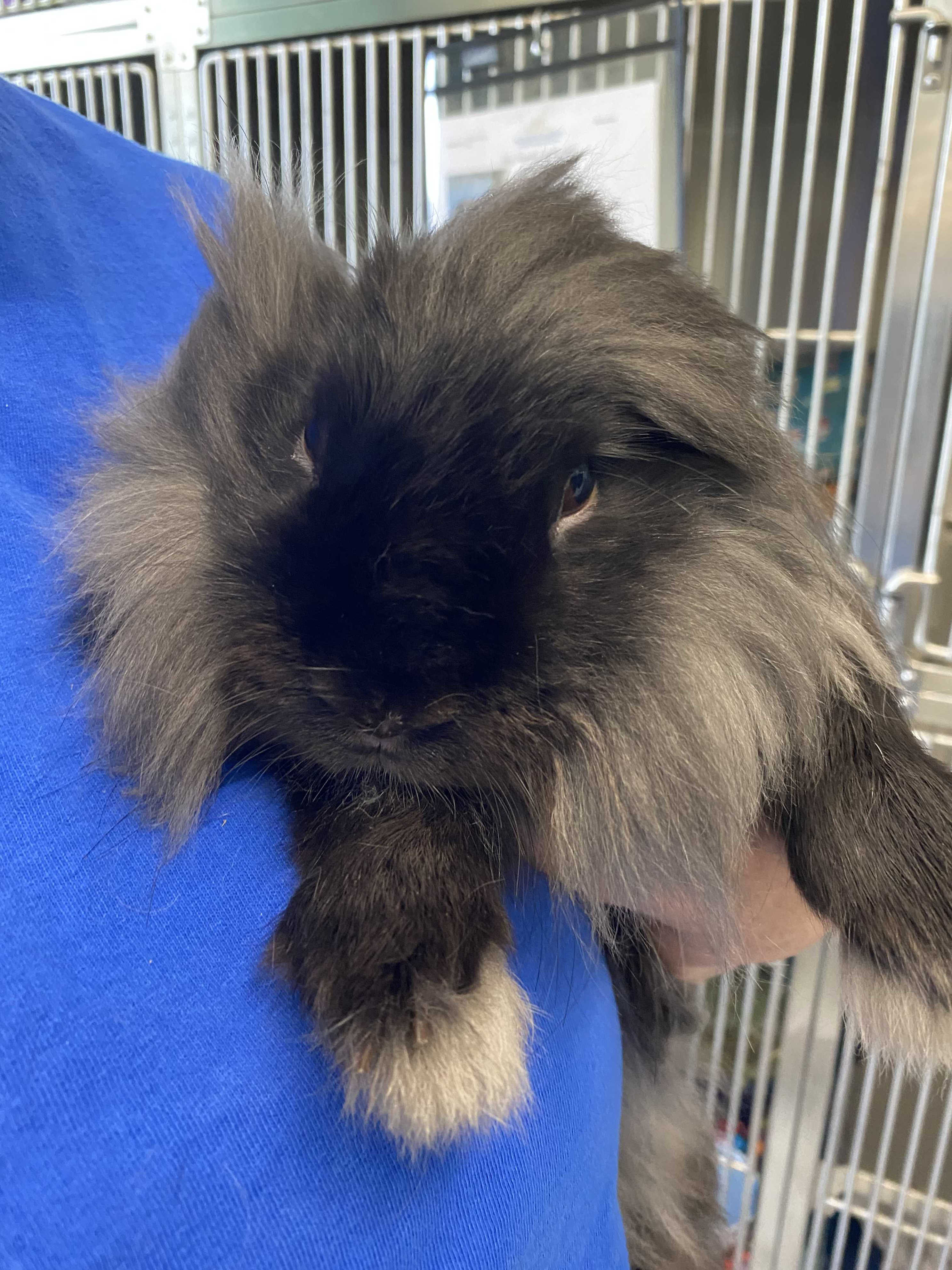 WPBF to the rescue: Helping animals find forever homes