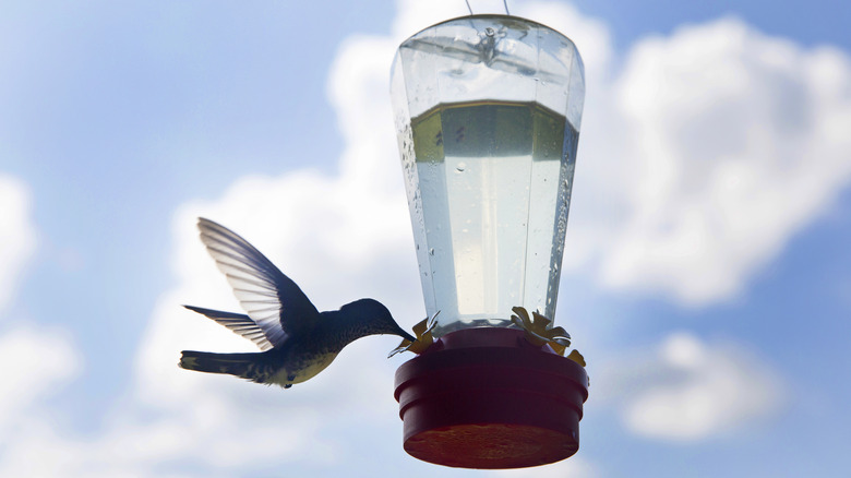 Hummingbirds will flock to your feeder when you hang it at the perfect ...