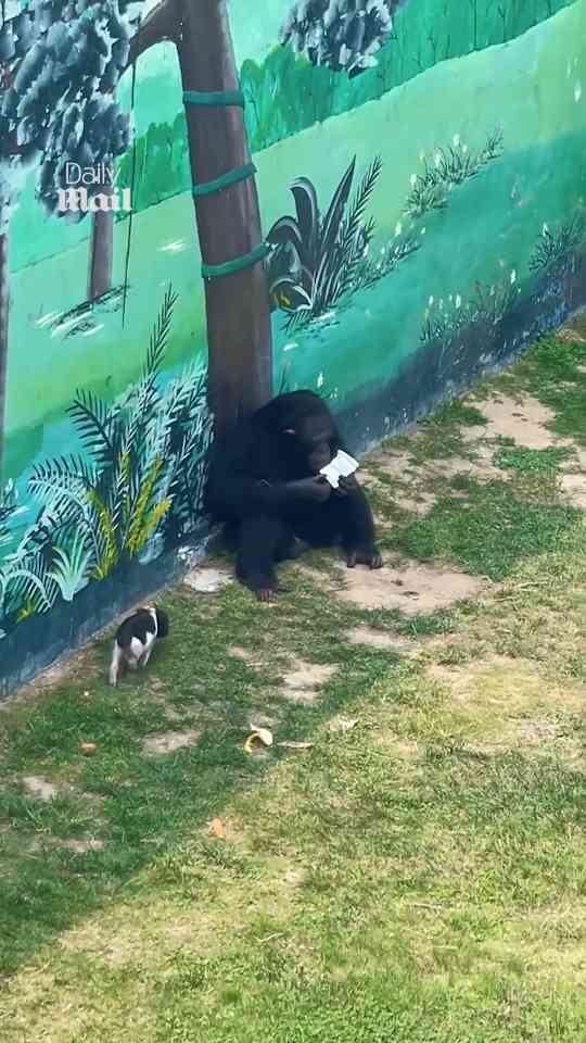 Chimpanzee returns dropped toy to visitor