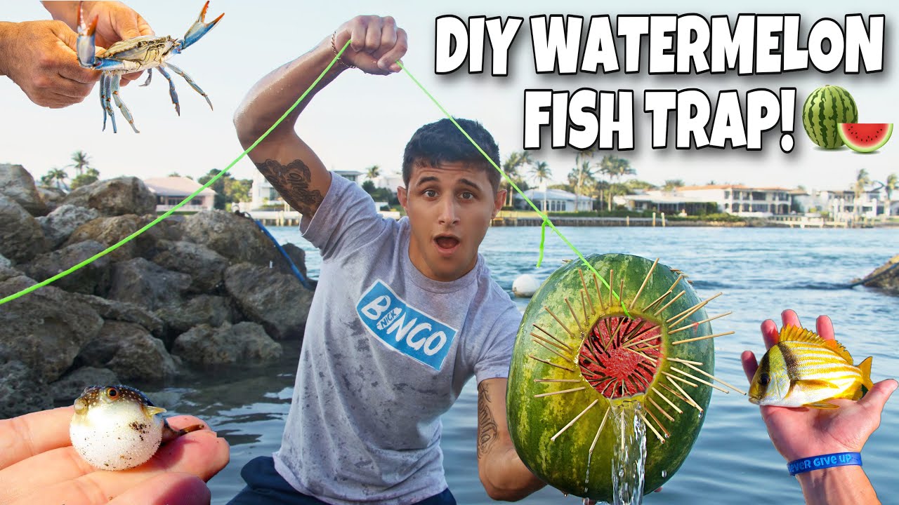 Watermelon fish trap brings in exotic aquarium fish