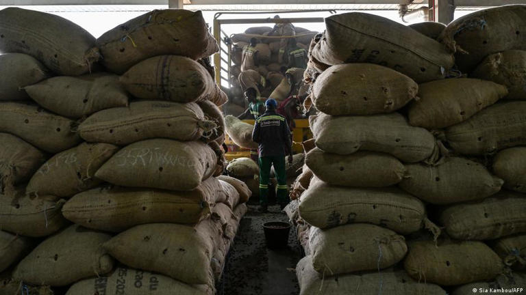 In Cote d'Ivoire, sacks of cocoa beans are piling up in the ports due to low demand for supply
