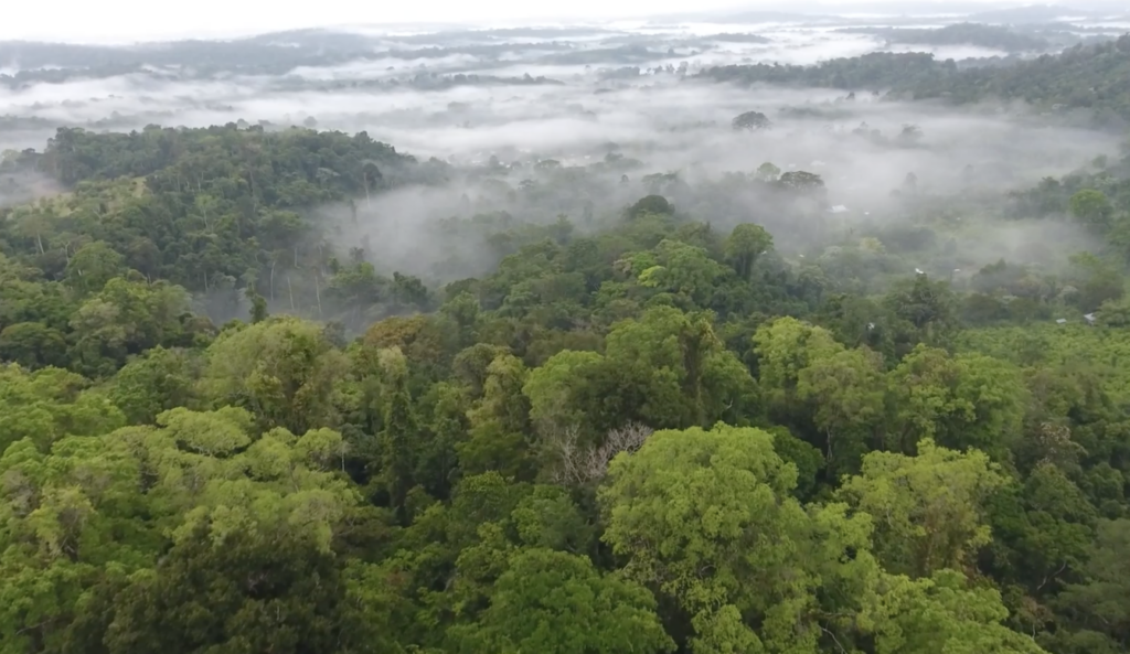 Discover What Historians Found in a Hidden Amazon Civilization