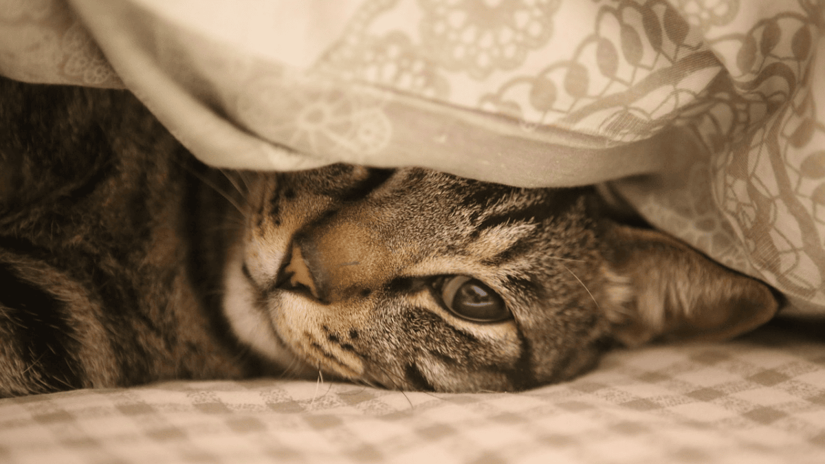 The Hidden Meaning Behind Your Cats Everyday Behaviors