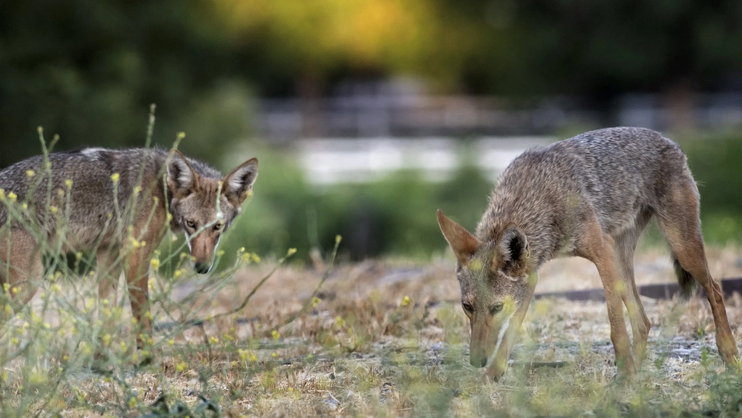 living-smart-with-urban-coyotes