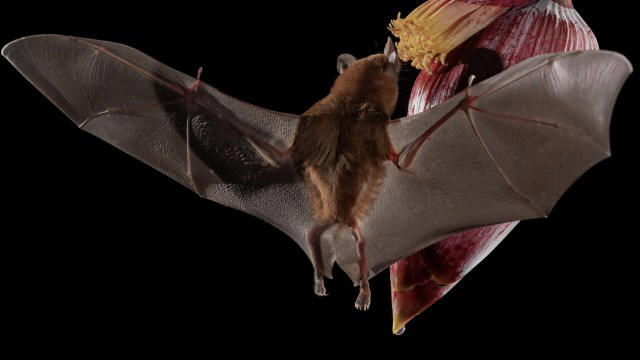 Video shows mother bat fly into a flower for nectar while her baby ...