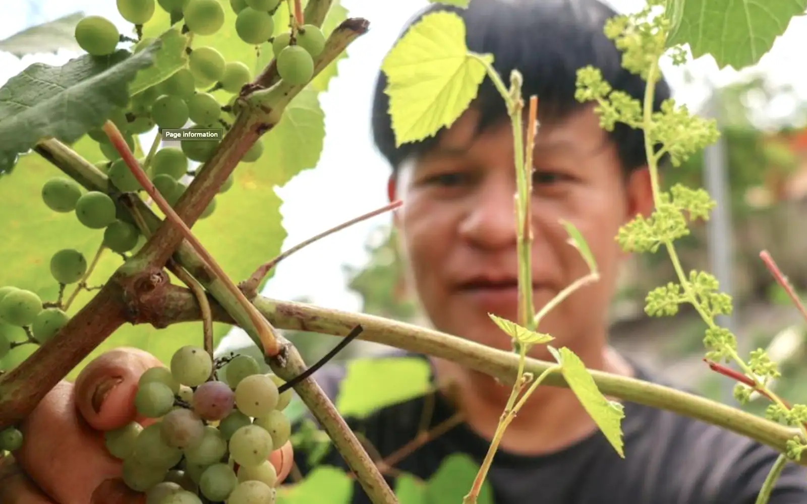 Planting the seeds of a grape-growing community