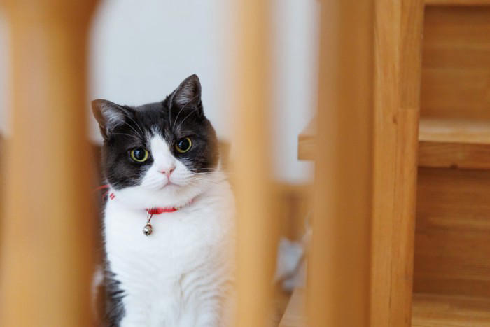 猫を『社交的な性格』に育てる方法5つ フレンドリーなことで得られるメリットもご紹介
