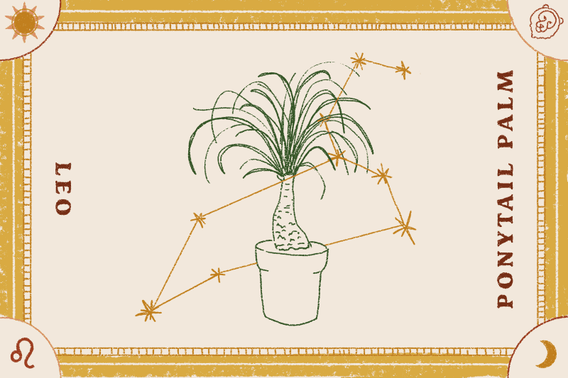 Ponytail palm illustration with Leo constellation overlay, framed by decorative borders.