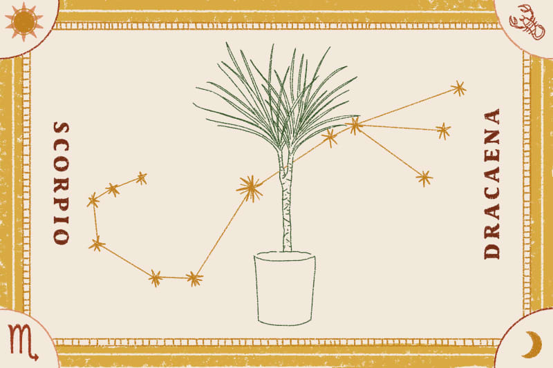 The Best Feng Shui Plants, According to Your Zodiac Sign
