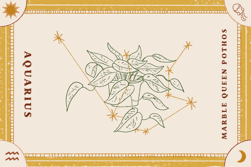 Illustration of Marble Queen Pothos plant with Aquarius zodiac sign and constellation on a decorative background.