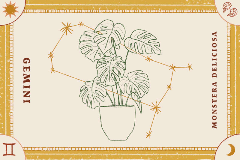 Monstera Deliciosa plant illustration with Gemini constellation and zodiac symbols.