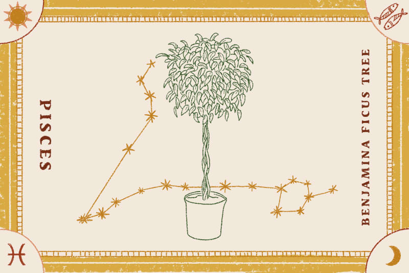 Ficus tree illustration with Pisces constellation, bordered by sun and moon symbols.
