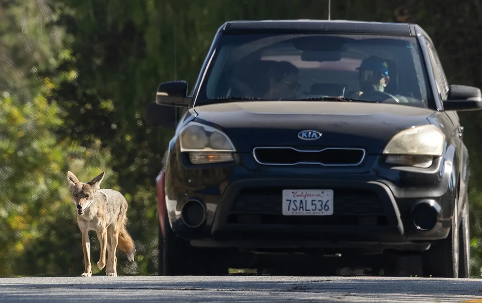 living-smart-with-urban-coyotes