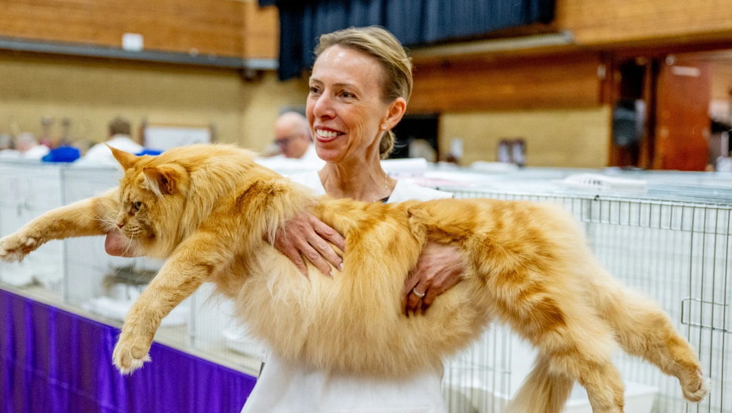 11 striking cat breeds celebrated in shows