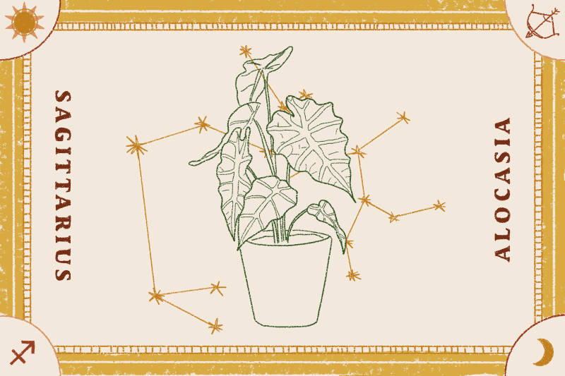 Alocasia plant illustration with Sagittarius constellation, bordered by decorative elements.