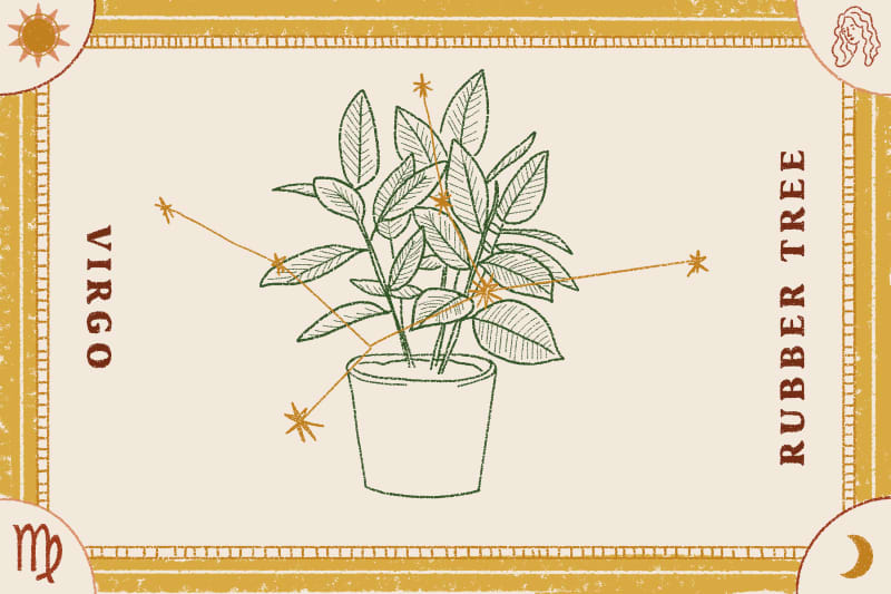 Rubber tree illustration with Virgo constellation, surrounded by decorative border and zodiac symbols.