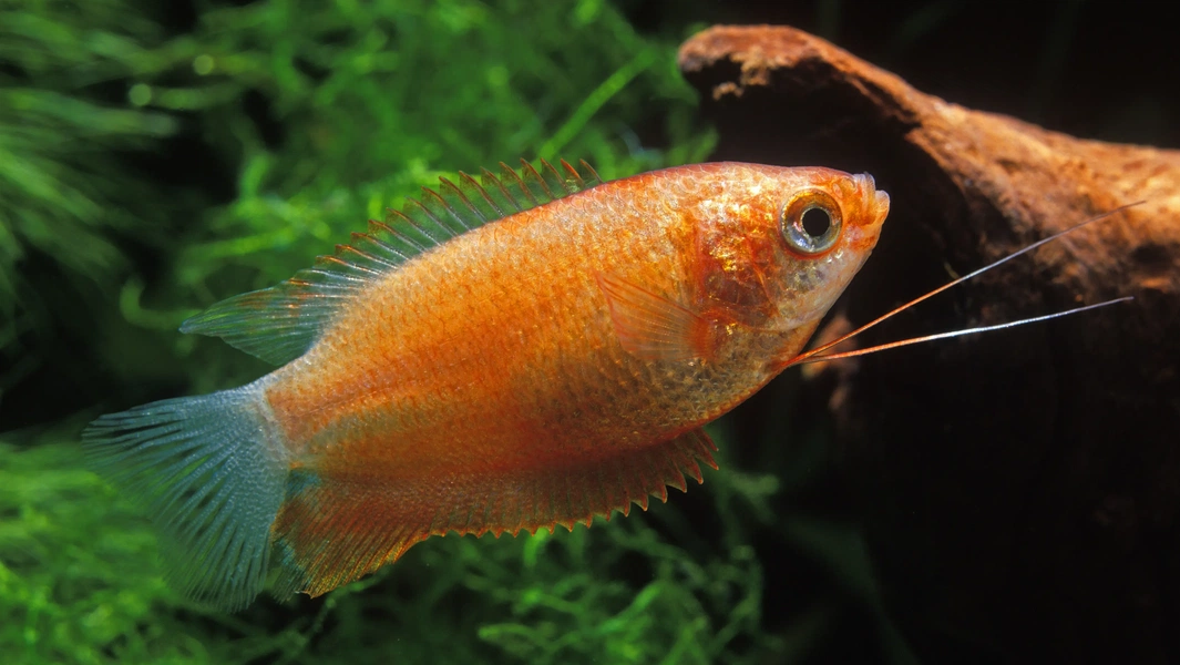 9 colorful freshwater species for aquariums
