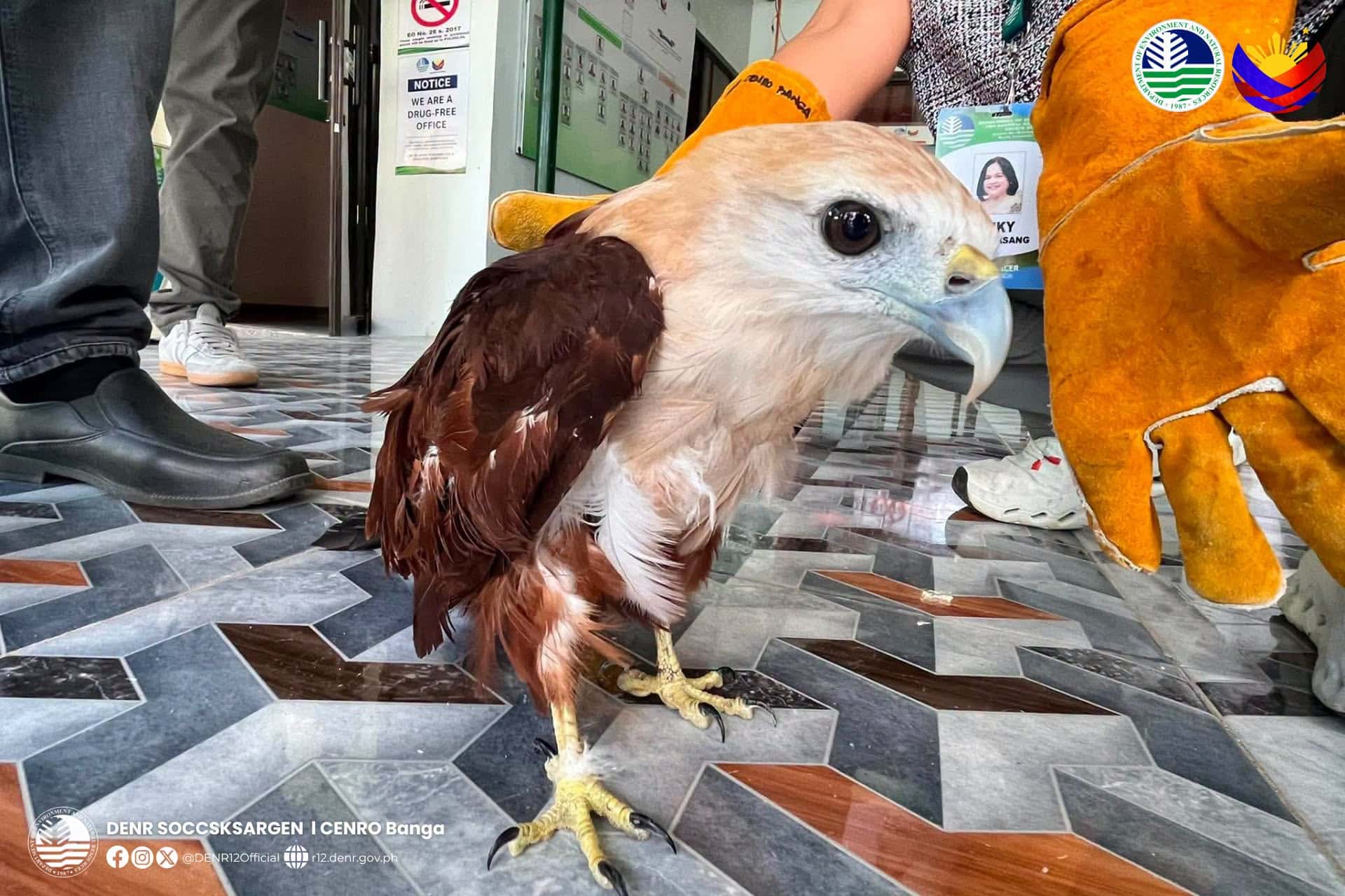 Brahminy kite rescued in South Cotabato