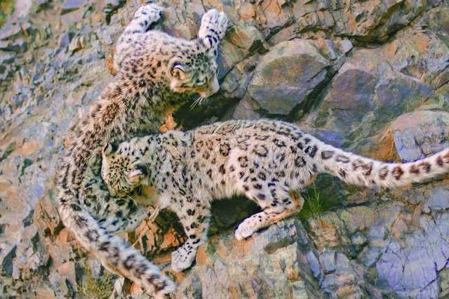 24 camera traps sit for 8,000 hours before elusive snow leopards ...