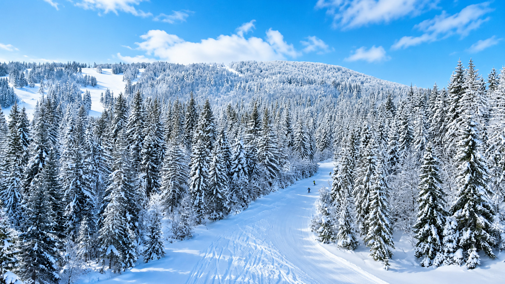 A snow-covered forest trail disappearing into the winter silence