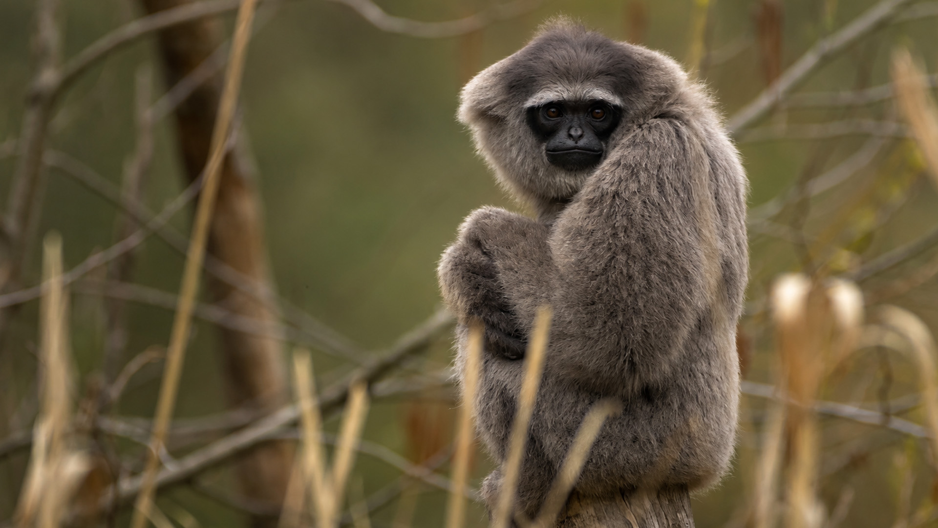 A curious gibbon pauses in front of a hidden camera
