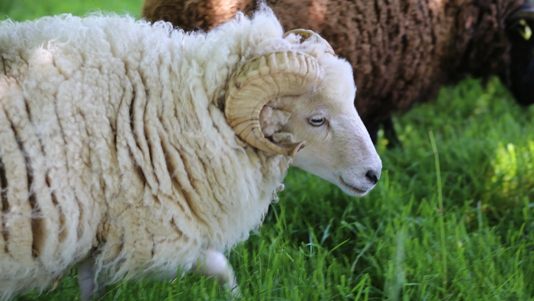 7 adorable and distinctive sheep breeds