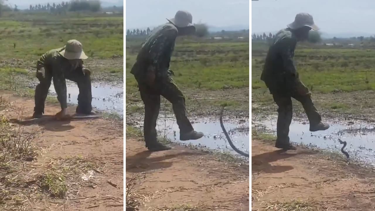 Man chases snake and kicks it in viral video, leaves internet shocked ...