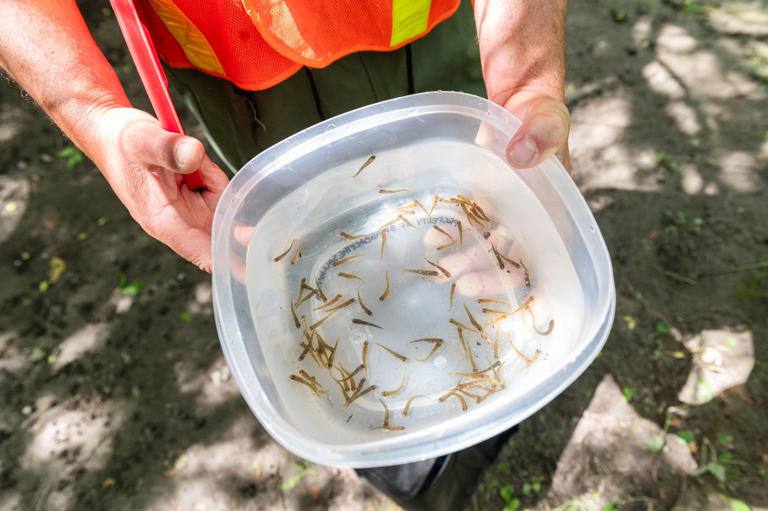 'Bring them back': Students help restore Atlantic salmon population in ...