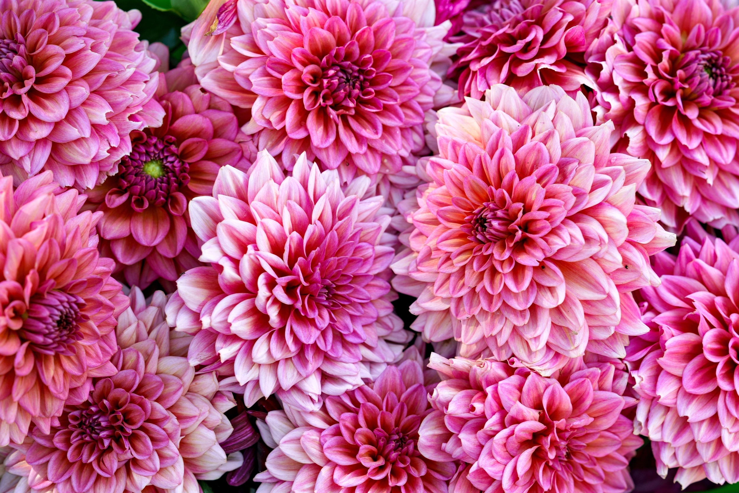 20-popular-flowers-with-surprisingly-deeper-meanings