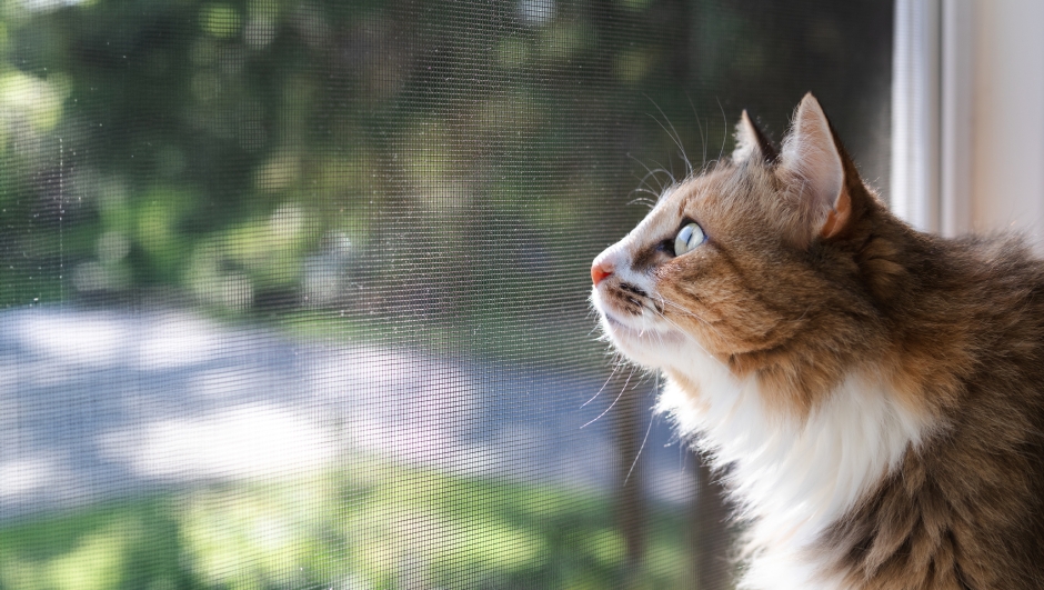 Gatti liberi all'aperto: i rischi di malattie trasmissibili all'uomo
