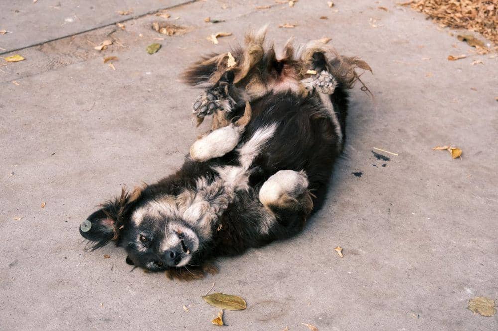 7 Alasan Anjing Suka Berguling, Insting atau Kebiasaan?