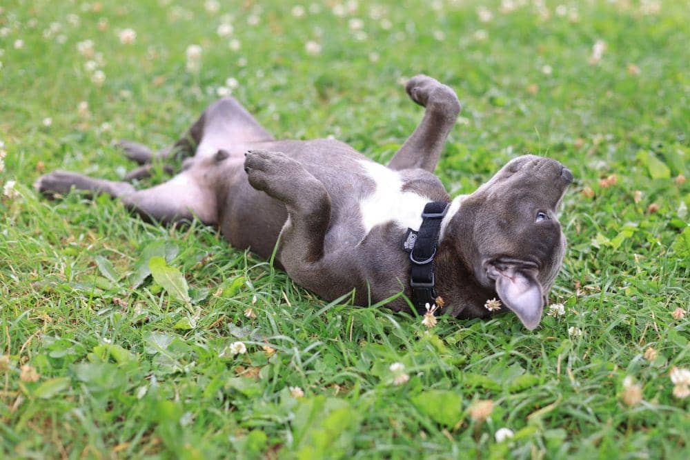 7 Alasan Anjing Suka Berguling, Insting atau Kebiasaan?