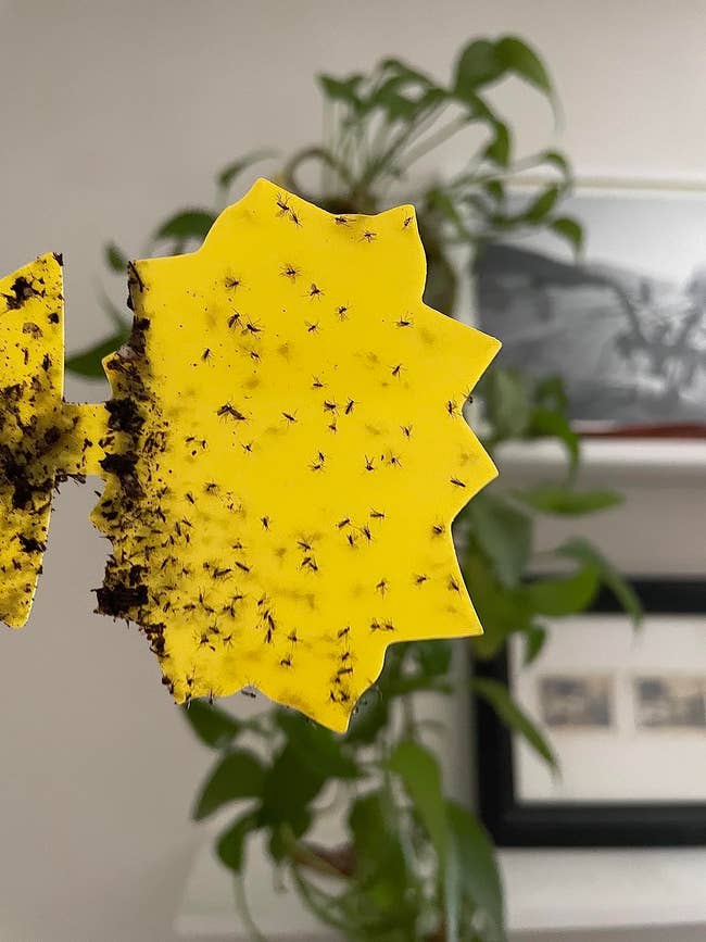 Yellow insect trap covered with small flies is held in front of indoor plants and framed photos on a shelf