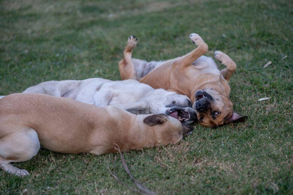 7 Alasan Anjing Suka Berguling, Insting atau Kebiasaan?