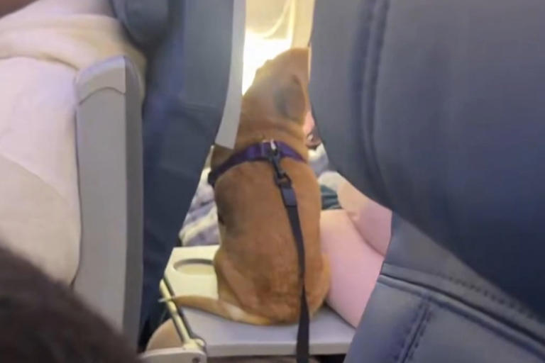 Flyers fume after passenger sits dog in 'disgusting' position on plane ...