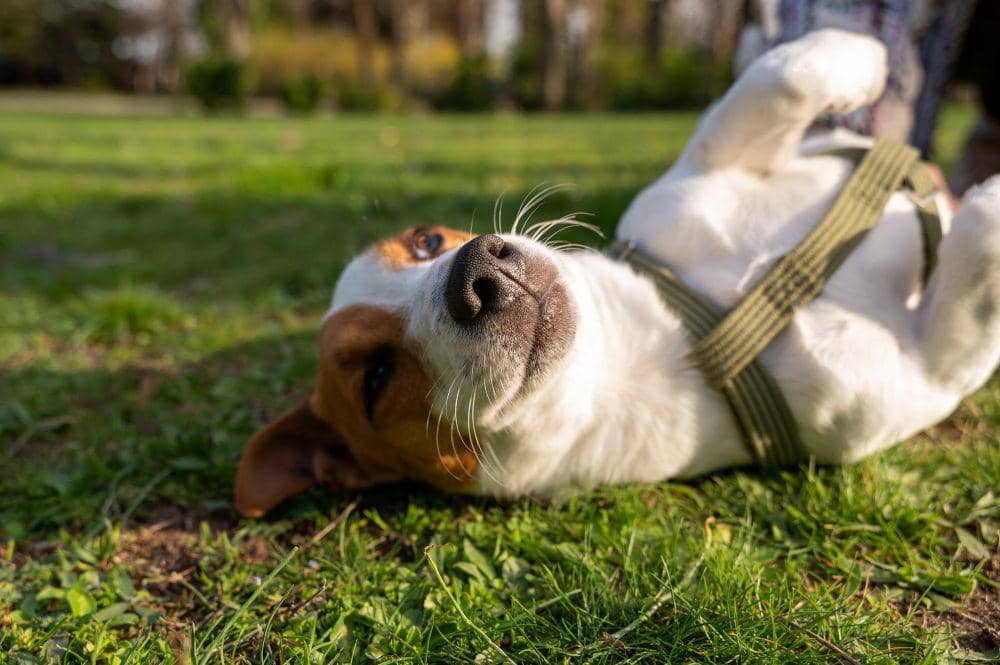 7 Alasan Anjing Suka Berguling, Insting atau Kebiasaan?