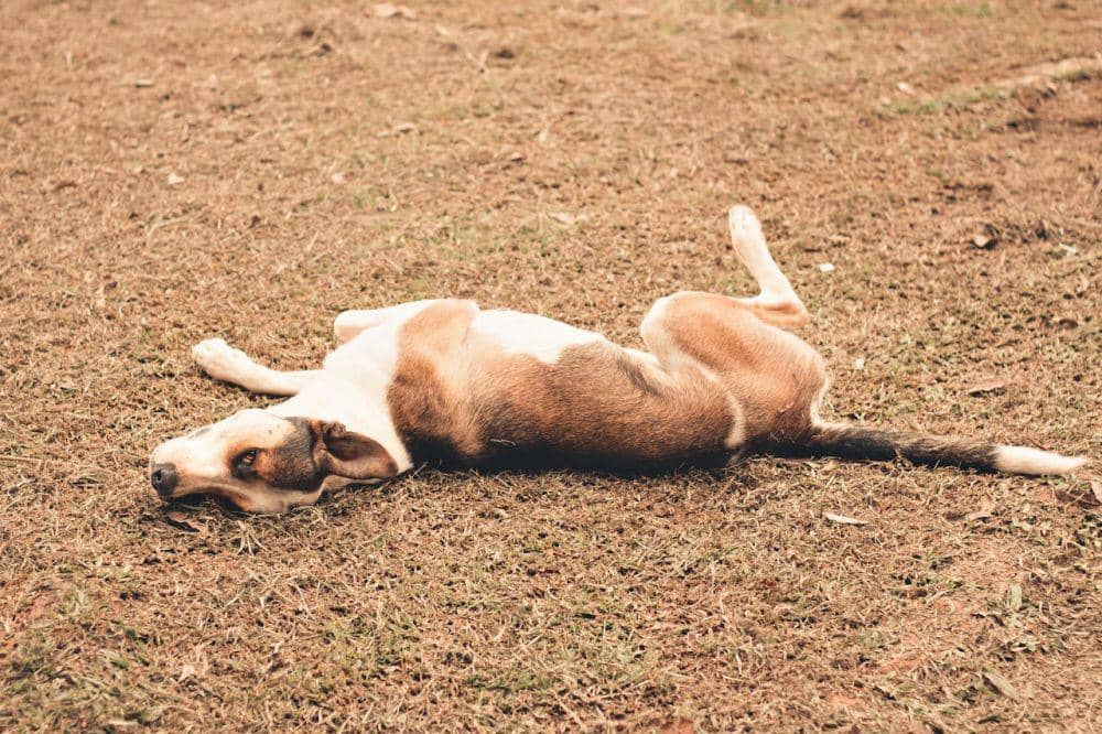 7 Alasan Anjing Suka Berguling, Insting atau Kebiasaan?