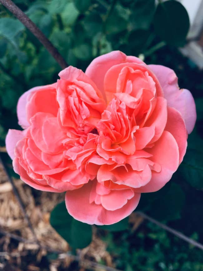 A close-up of a blooming rose with delicately layered petals, suitable for garden and floral shopping articles
