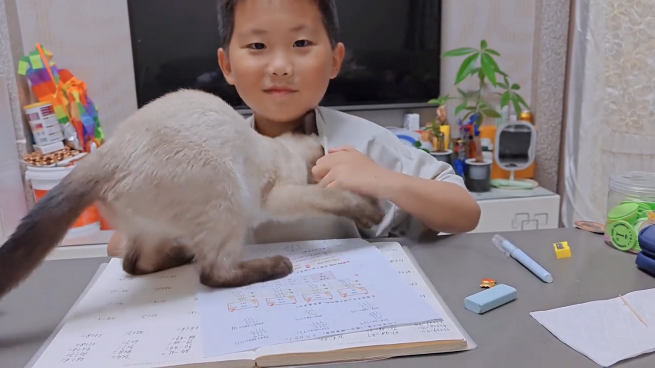 Siamese cat snuggles inside boy’s shirt